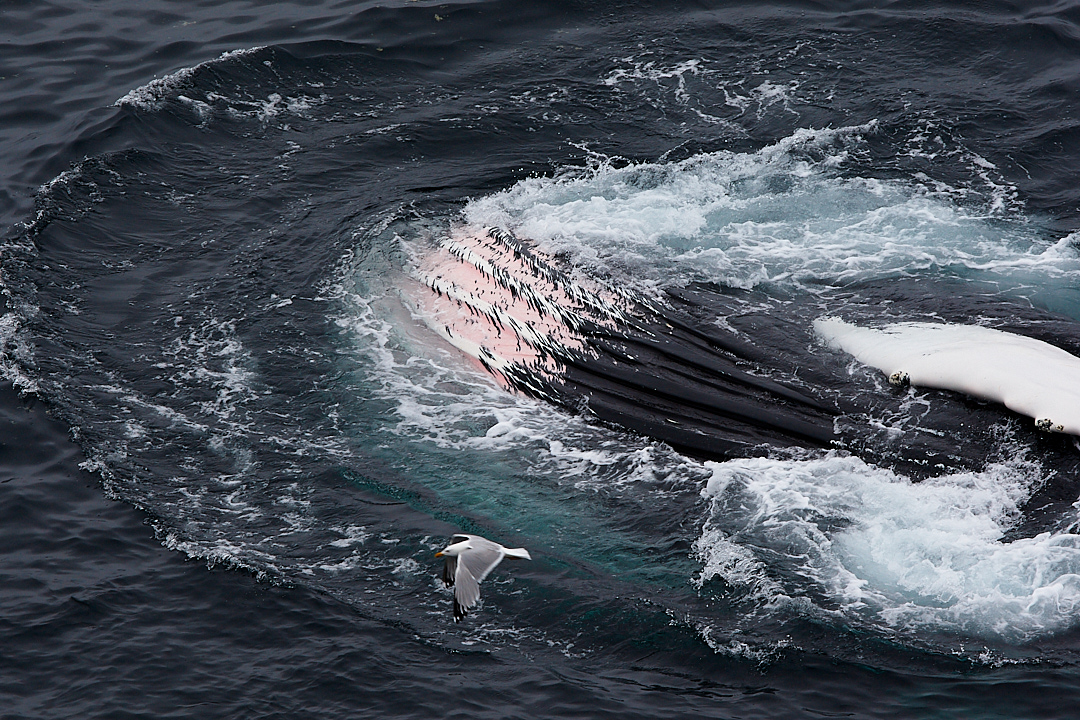 2010Jul02_nfld_0488