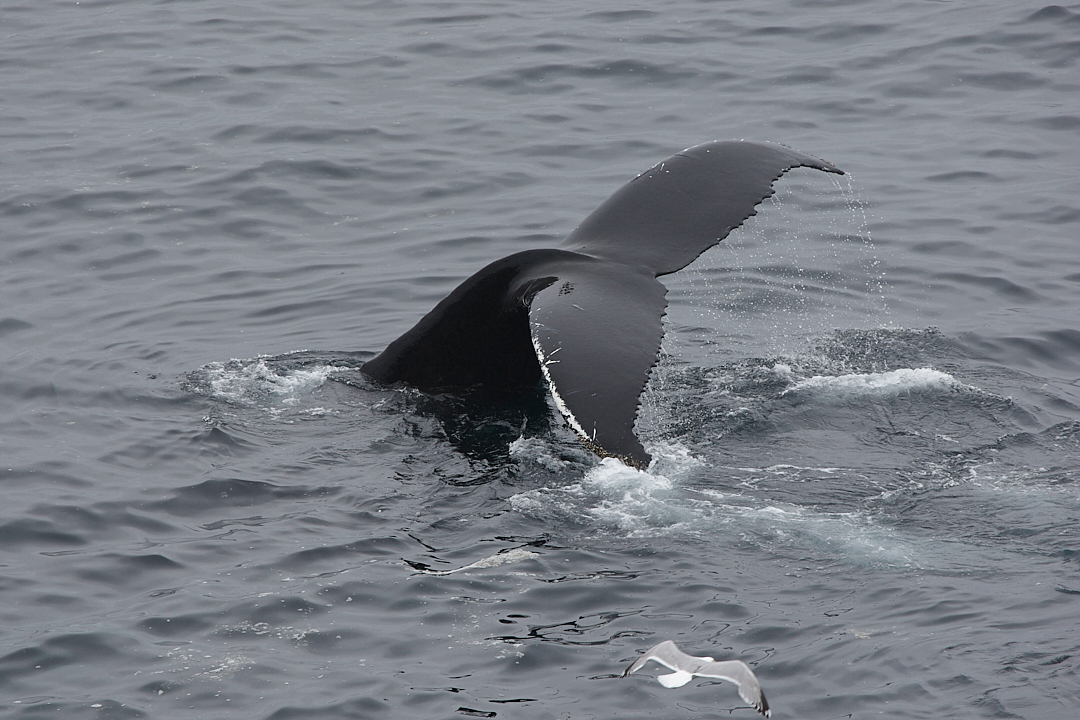 2010Jul02_nfld_0506