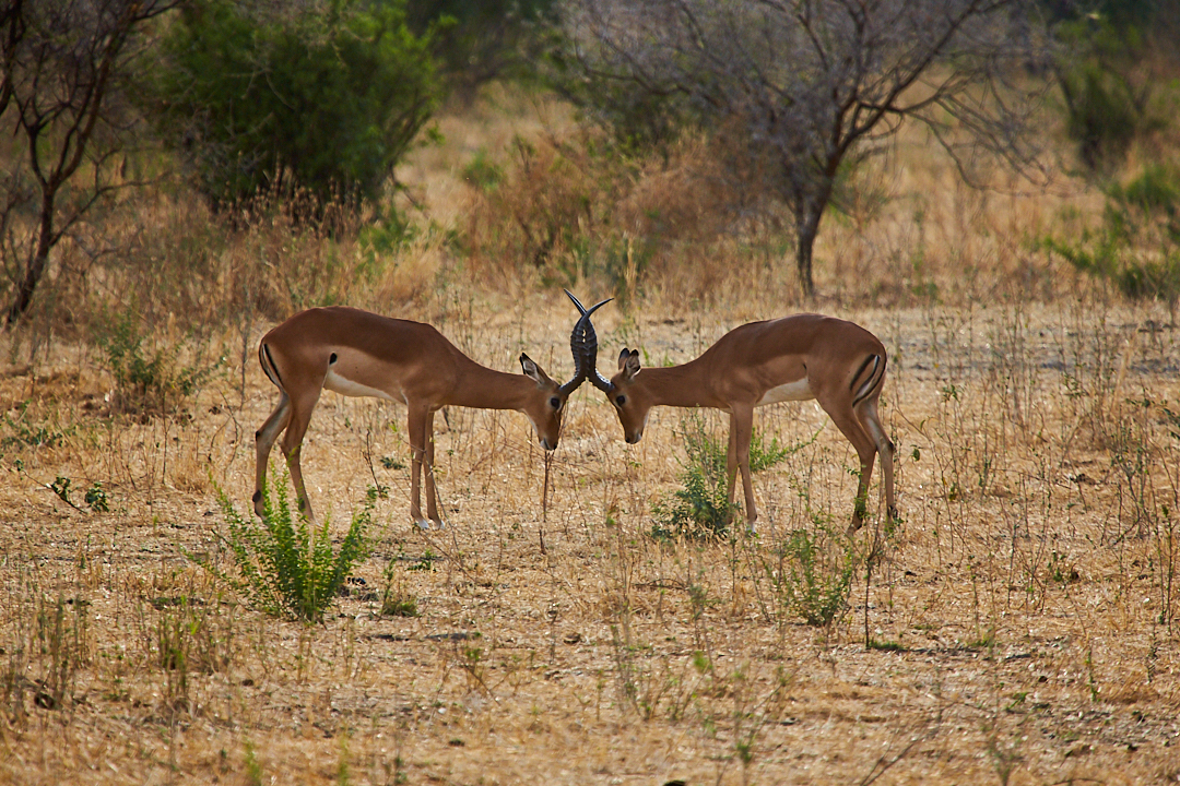 2013Sep23_tanzania-623