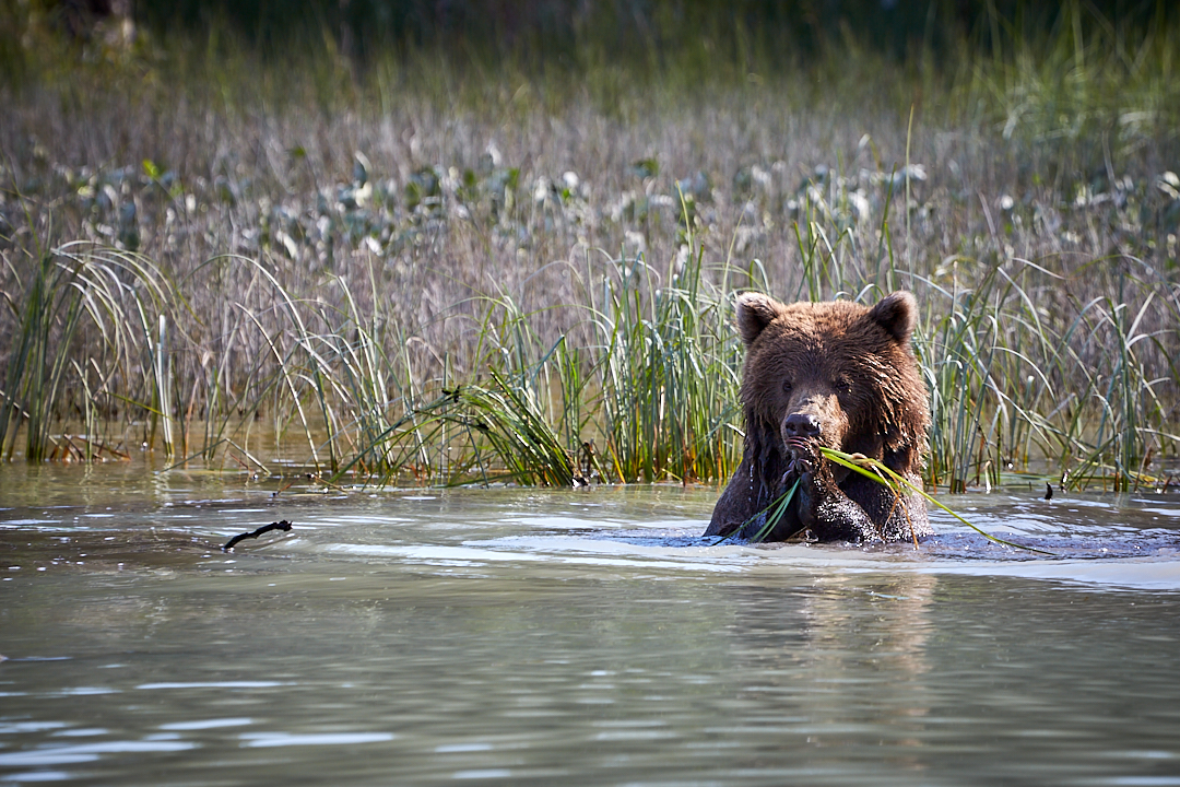 2014Aug09_alaska-668