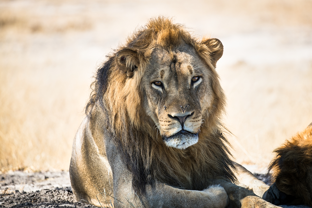 2018Jun01_south_africa_10