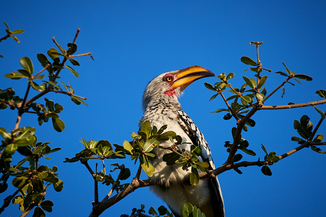 2018Jun01_south_africa_618