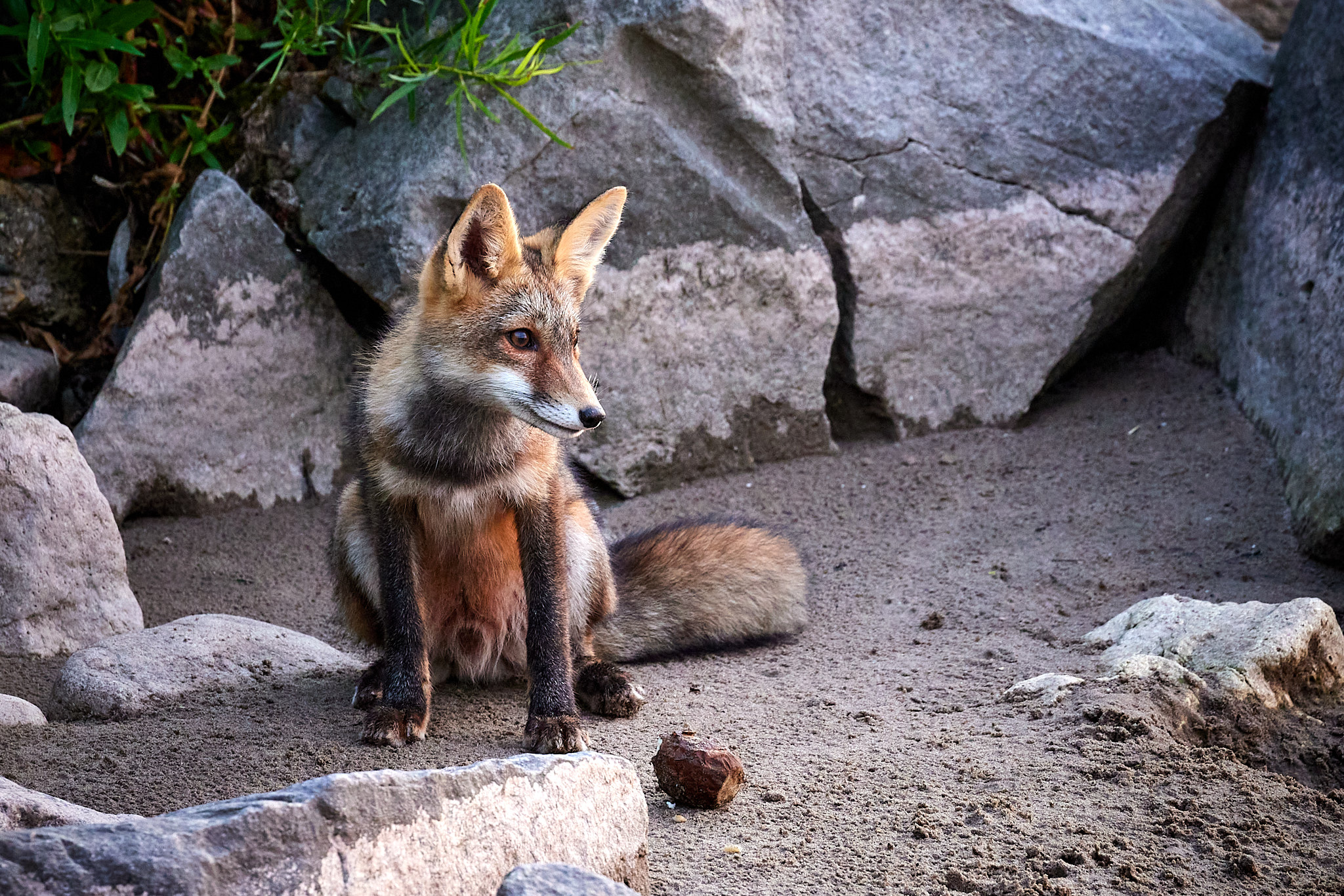 2022Jul22_eastport_fox-21