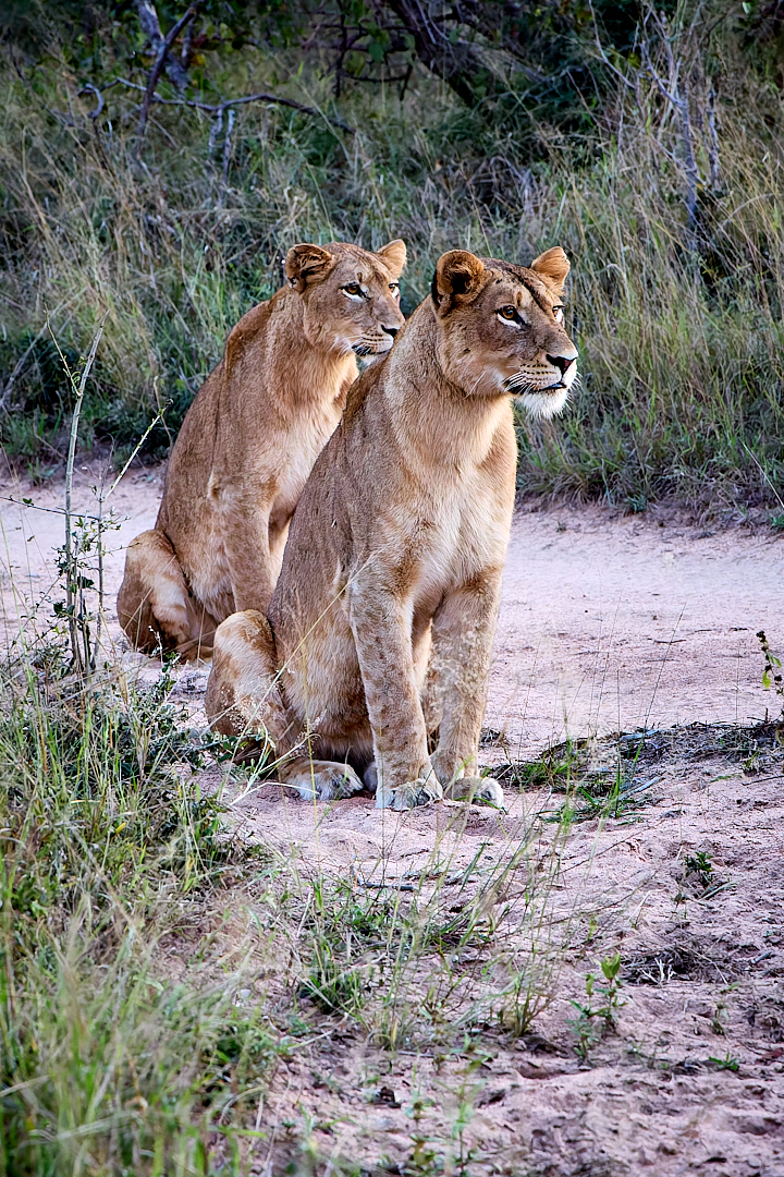 2023May06_sa_botswana_1092-DxO_DeepPRIME XD2s