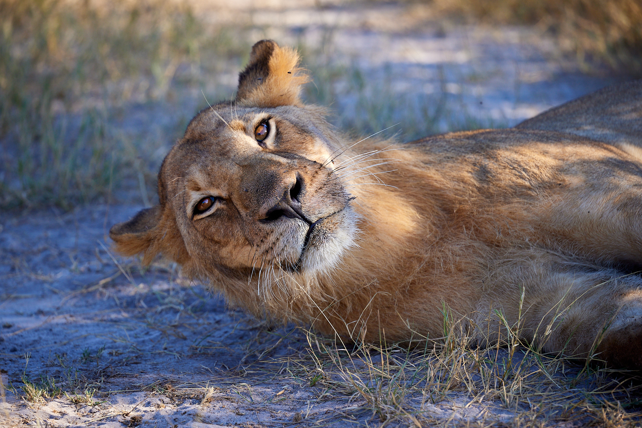 Lioness