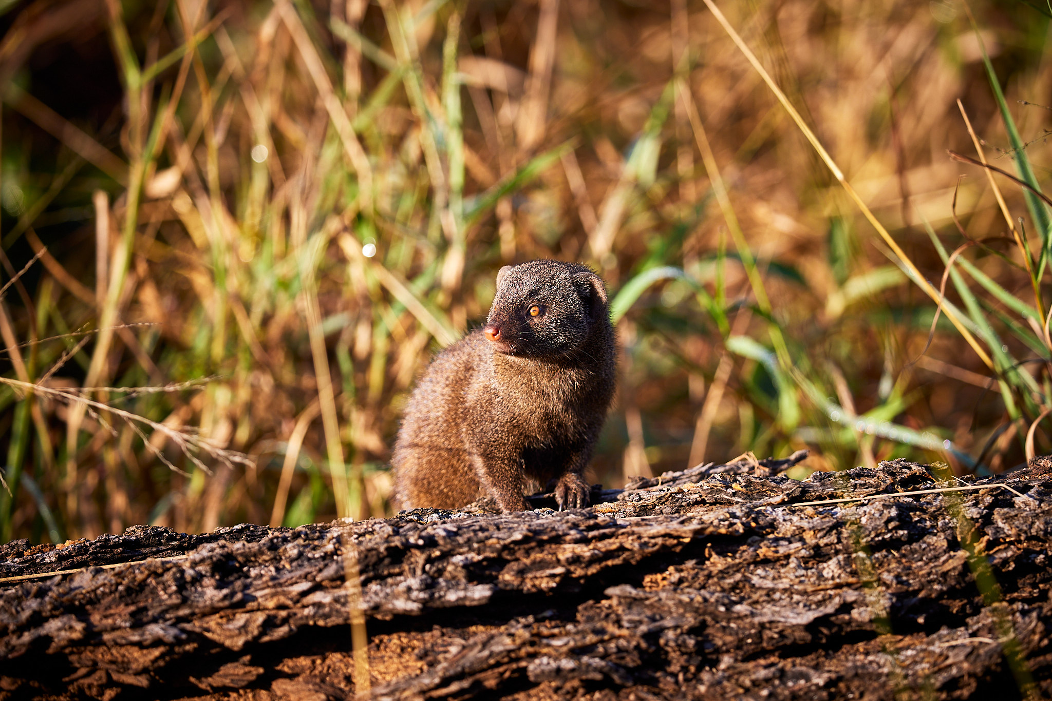 2023May06_sa_botswana_758