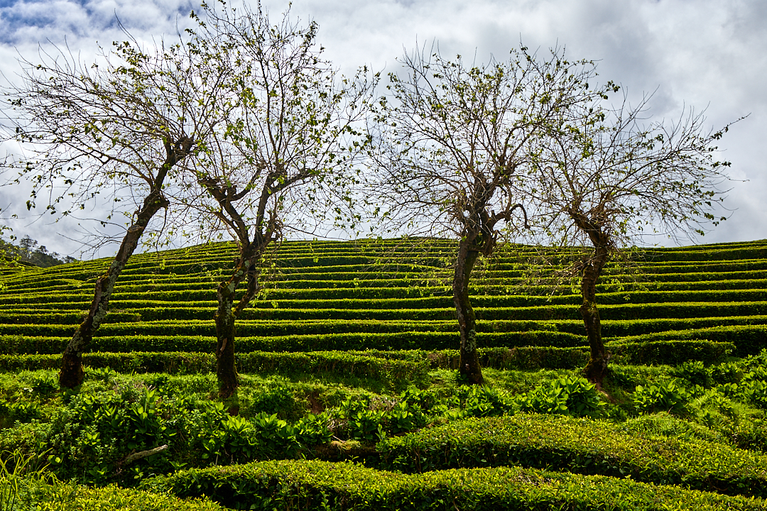 2024Apr29_azores-0159
