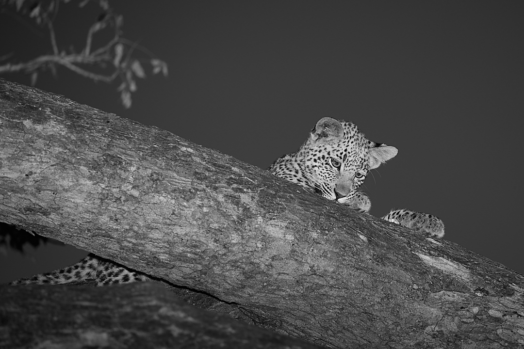 2018Jun01_south_africa_418